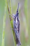 Grasshopper On A Leaf Stock Photo