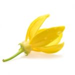 Ylang-ylang Flower Stock Photo