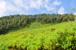 Scenic Nature Doi Mae Uko Mountain Stock Photo