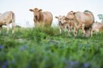 Country Cows Stock Photo