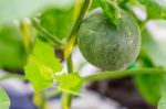 Small Japan Melon (honeydew Melon) In Farm Stock Photo