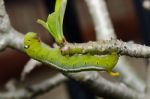 Silk Worm Stock Photo