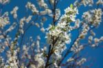 Cherry Blossoms Stock Photo