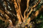 Chilean Myrtle Tree (luma Apiculata) Stock Photo