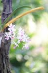 Wild Orchid Plant Stock Photo