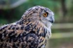 Eurasian Eagle-owl (bubo Bubo) Stock Photo