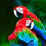 Greenwinged Macaw Stock Photo