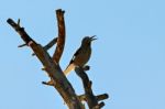 Clark's Nutcracker Singing Stock Photo