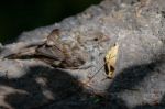 Baby Sparrow (passeridae) Resting On A Rock In The Sunshine Stock Photo