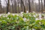 Beautiful Wild White Flowers In Forest Stock Photo