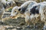 Yaks At The Zoo Stock Photo