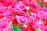 Pink Begonia Flower In Garden Stock Photo