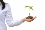 Lady Hand Holding Growing Plant Stock Photo