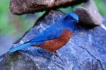 Male Chestnut-bellied Rock-thrush Stock Photo