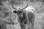 Country Cows Stock Photo