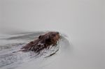 The Backgroung With The Swimming Beaver Stock Photo