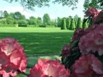 Rhododendron-flowers In The Park Stock Photo