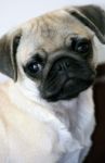 Pug Puppy Stock Photo