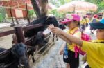 Primary Students Visit The Zoo, In The Jul 27, 2016. Bangkok Thailand Stock Photo