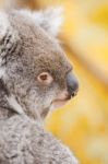 Koala By Itself In A Tree Stock Photo