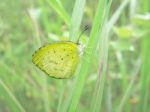 Butterfly Stock Photo