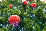 Red Ball And Light Bulb On Pine Tree Stock Photo