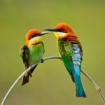 Chestnut-headed Bee-eater Stock Photo