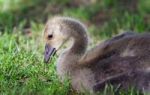 Photo Of A Cute Chick Of Canada Geese Eating Grass Stock Photo