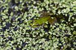 Frog Stock Photo