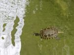 Terrapin In The Moat Around The Bandstand In Tavira Portugal Stock Photo