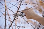 Pruning Fruit Tree - Cutting Branches At Spring Stock Photo