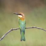 Chestnut-headed Bee-eater Stock Photo