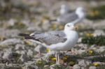 Young Seagulls Near The Cliffs Stock Photo