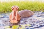 Hippopotamus Stock Photo