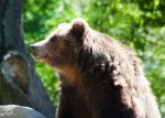 Big  Brown Bear Stock Photo