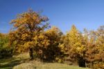 Trees in nature Stock Photo