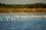 Seagulls At Nature Park Stock Photo