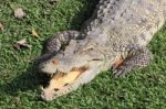 Crocodile With Butterfly On Its Snout Stock Photo