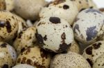 Raw Quail Eggs Stock Photo