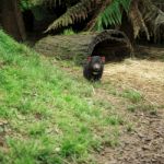 Tasmanian Devil Found During The Day In Tasmania Stock Photo