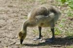 Beautiful Background With A Chick Of Canada Geese Stock Photo