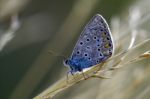 Blue Butterfly Resting In The Bush Stock Photo