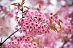 Wild Himalayan Cherry Flower Stock Photo