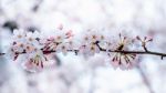 Cherry Blossom Or Sakura In Spring Stock Photo