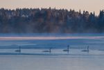 Winter Swans Stock Photo