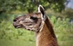 Background With A Llama Looking Aside In A Field Stock Photo