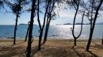 Beach With Pine Trees In The Sunny Day Stock Photo