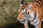 Bengal Tiger Head Close Up Stock Photo