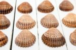 Several Clam Shells Isolated Stock Photo