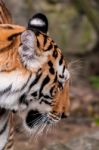 Bengal Tiger Head Close Up Stock Photo